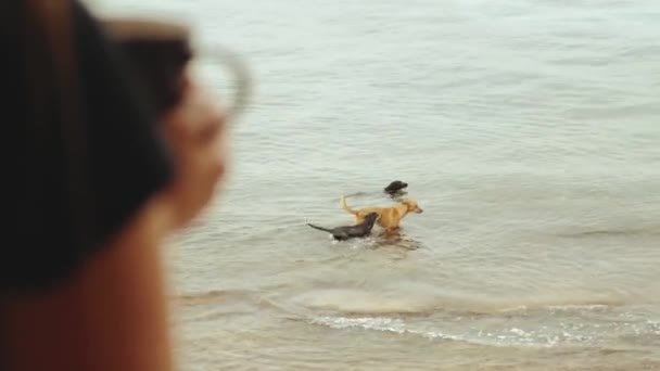 Одна женщина пьет кофе или чай утром на балконе с голубым видом на море, собаки играют в морской воде, 4k — стоковое видео