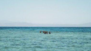 Bir grup scuba dalgıcı kızıl denizde dalış yapıyor, güneşli bir günde ve açık suda Dahab, Mısır 'da, 4k