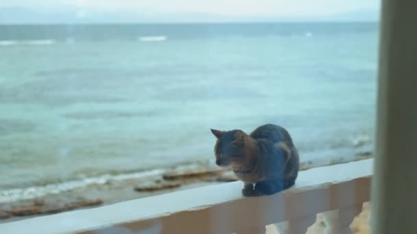 Gato sentado en el balcón, vista al mar en el fondo, 4k — Vídeos de Stock