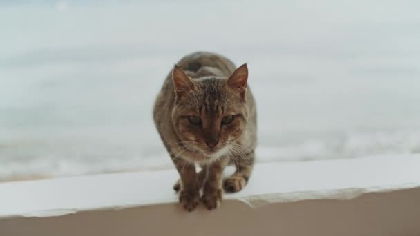 Kat op het balkon, uitzicht op zee op de achtergrond, 4k — Stockvideo