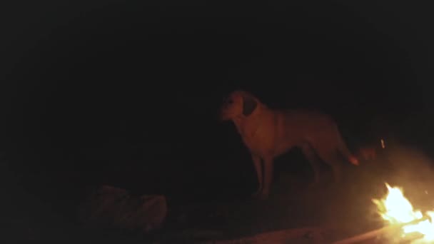 Cão retriever dourado perto da fogueira na praia perto de noite, hd completo — Vídeo de Stock