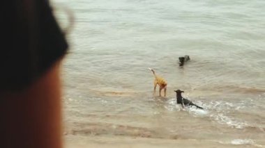 Sabahları balkonda mavi deniz manzaralı kahve ya da çay içen yalnız bir kadın. Köpekler deniz suyunda oynuyor.