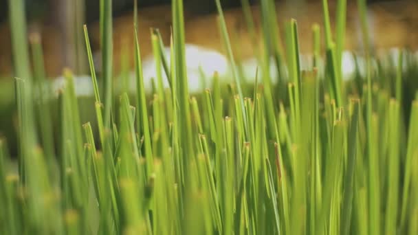 Close-up dik groen gras super slow motion video, riet in de wind met mooie bokeh, full hd — Stockvideo