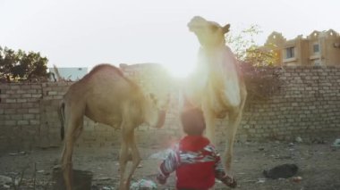 İki Arap çocuk, Dahab, Mısır, Sina 'daki avluda develerle oynuyor.