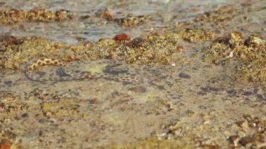 Sualtı yılanları, Dahab Mısır 'daki Kızıl Deniz' de avlanıyor ve besleniyor. Yedek kulübesinde deniz sakinleri, taşlı sahilde dalgalar.