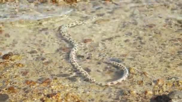 Serpents sous-marins chassent et se nourrissent dans la mer Rouge à Dahab en Egypte, les habitants marins sur le banc, vagues sur la plage pierreuse, pleine HD — Video