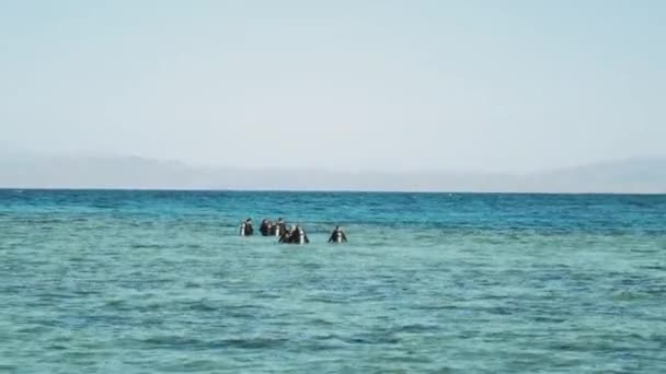 Un grupo de buceadores van a bucear en el mar rojo, un grupo de personas en clases de buceo aprenden a bucear, día soleado y pequeñas olas en el mar en Dahab, Egipto, hd completo — Vídeos de Stock