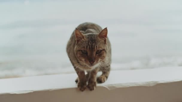 Kat zittend op het balkon, close-up van kattenmeeuwen op camera, uitzicht op zee op de achtergrond, full hd — Stockvideo