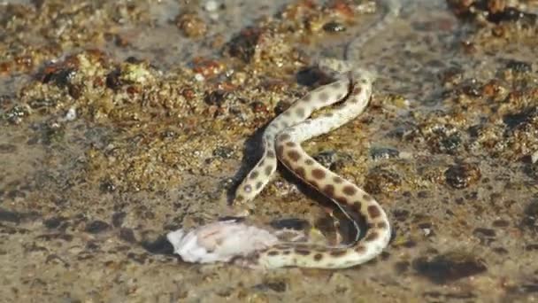Zwei Unterwasserschlangen jagen und fressen im Roten Meer in Dahab Ägypten, Meeresbewohner auf Bänken, Wellen an der steinigen Küste, voller Wasser — Stockvideo