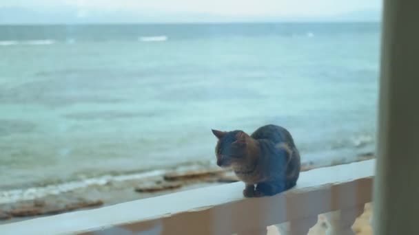 Calma gato sentado en el balcón, olas se rompen en una costa de piedra en el punto de vista de fondo desde la ventana, hd completa — Vídeos de Stock