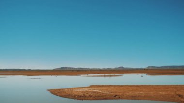 Merzouga Gölü 'nün manzarası, göldeki kuşlar ve ufukta yaban develeri. Fas Çölü 'nde göl, 4k