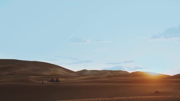 Marockanska bedouin med kameler silhuetter i sanddyner i Saharaöknen. Husvagn i Sahara öken resor turism bakgrund safari äventyr. Saharaöknen i Marocko, 4k — Stockvideo
