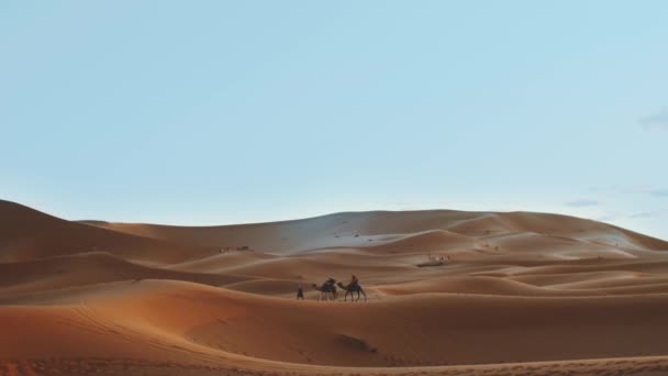 Marockanska bedouin med kameler silhuetter i sanddyner i Saharaöknen. Husvagn i Sahara öken resor turism bakgrund safari äventyr. Saharaöknen i Marocko, 4k — Stockvideo