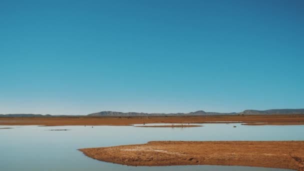 Pohled na jezero Merzouga Maroko, ptáci na jezeře a divoké velbloudy chodit na obzoru. Jezero v poušti Maroko, 4k — Stock video