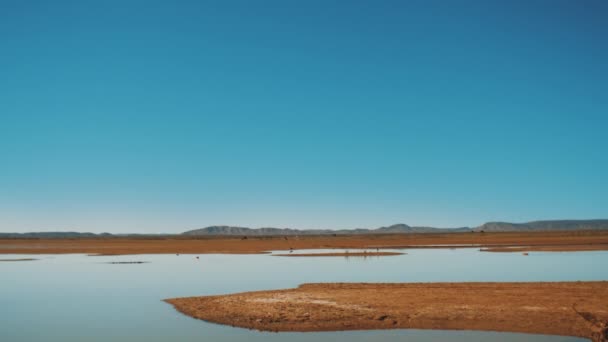 Vista do Lago de Merzouga Marrocos, pássaros no lago e camelos selvagens caminham no horizonte. Lago no deserto de Marrocos, 4k — Vídeo de Stock