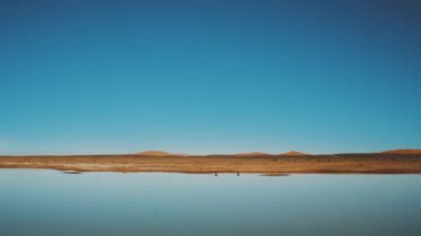 Merzouga Gölü 'nün manzarası, göldeki kuşlar ve ufukta yaban develeri. Fas Çölü 'nde göl, 4k