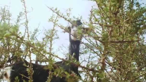 Nahaufnahme einer Ziege in einem Arganbaum, die die Argannüsse isst, Baumkletterziegen in Marokko, Eine Gruppe Ziegen sitzt in einem Arganbaum und isst von den Zweigen in Marokko, 4k — Stockvideo