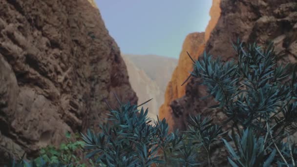 Panorama Todgha Gorge, planta verde em primeiro plano à sombra, um desfiladeiro nas montanhas do Alto Atlas em Marrocos, 4k — Vídeo de Stock