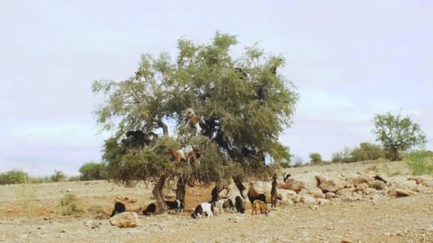 Kecskék egy argánfán, akik az argándiót eszik, fára mászó kecskék Marokkóban egy csapat kecske ül egy argánfán, akik a marokkói ágakról esznek, 4k — Stock videók