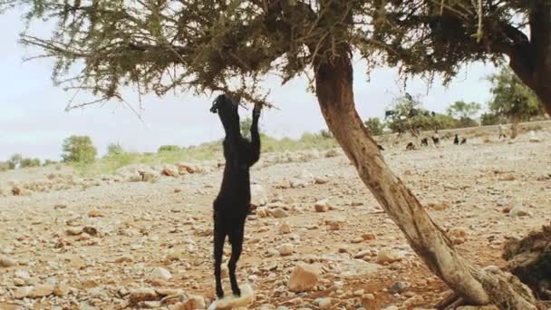 Nahaufnahme einer Ziege in einem Arganbaum, die die Argannüsse isst, Baumkletterziegen in Marokko, Eine Gruppe Ziegen sitzt in einem Arganbaum und isst von den Zweigen in Marokko, 4k