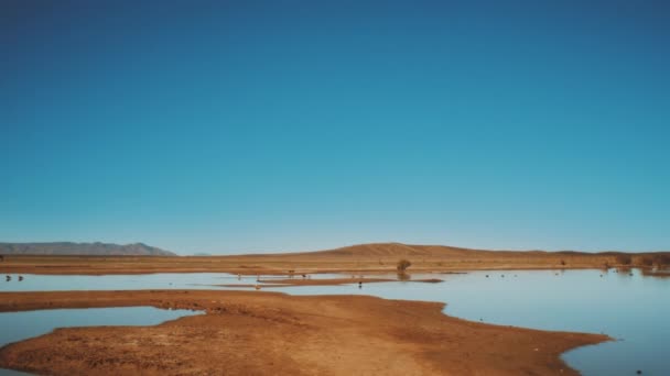 Vista del lago de Merzouga Marruecos, aves en el lago seco y camellos salvajes caminan en el horizonte. Lago en el desierto de Marruecos, full hd — Vídeo de stock