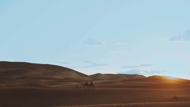 Marockanska bedouin med kameler silhuetter i sanddyner i Saharaöknen. Husvagn i Sahara öken resor turism bakgrund safari äventyr. Saharaöknen i Marocko, full hd — Stockvideo