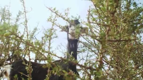 Close-up de cabra preta em uma árvore de argan comendo as nozes de argan, Cabras de escalada de árvore Em Marrocos, Um grupo de cabras está sentado em uma árvore de Argan comendo dos ramos em Marrocos, hd completo — Vídeo de Stock