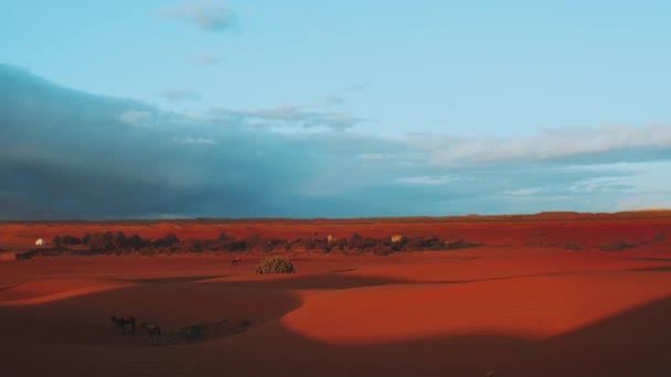 사막의 모래 언덕에 진을 치고 서 있는 낙타의 실루엣입니다. 사하라 사막에 사는 카라반은 관광 여행을 하면서 사파리 여행을 떠납니다. 사막이 가득 한 모로코 의사하라 사막 — 비디오