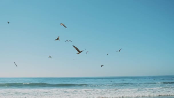 Muchas gaviotas vuelan sobre el océano Atlántico, muchas gaviotas volando alrededor y sumergiéndose en el océano, pequeñas olas y cielo despejado, Marruecos, hd completo — Vídeo de stock