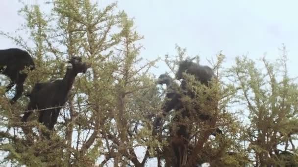 Gros plan du troupeau de chèvres noires dans un arganier mangeant les noix d'argan, Arbre grimpant Chèvres Au Maroc, un groupe de chèvres est assis dans un Arganier mangeant des branches au Maroc, pleine HD — Video