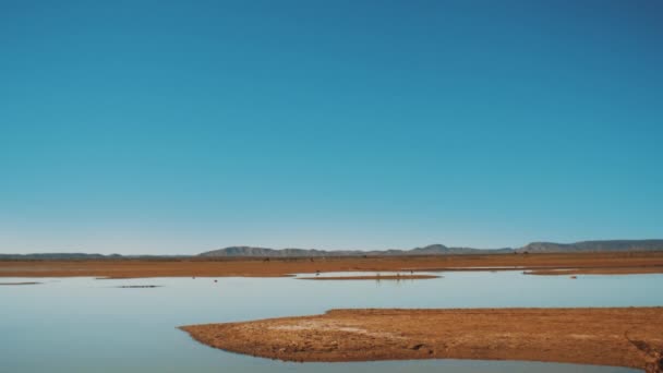 Vista panorâmica do Lago de Merzouga Marrocos, pássaros no lago e camelos selvagens caminham no horizonte. Lago no deserto de Marrocos, hd completo — Vídeo de Stock