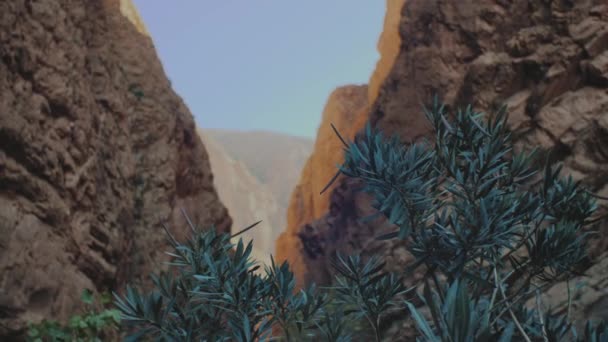 Panorama Todgha Gorge, planta verde em primeiro plano na sombra, um desfiladeiro nas montanhas do Alto Atlas em Marrocos, hd completo — Vídeo de Stock