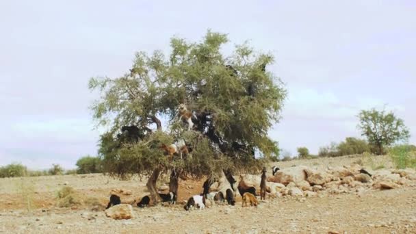 Troupeau de chèvres dans un arganier mangeant les noix d'argan, Arbre grimpant chèvres au Maroc, Un groupe de chèvres est assis dans un Arganier mangeant des branches au Maroc, pleine hd — Video