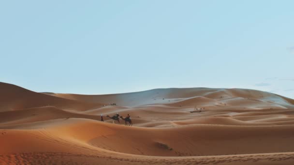 Marokkaanse bedoeïen met kamelen silhouetten in zandduinen van de Sahara woestijn. Caravan in Sahara woestijn reizen toerisme achtergrond safari avontuur. Sahara woestijn van Marokko, full hd — Stockvideo