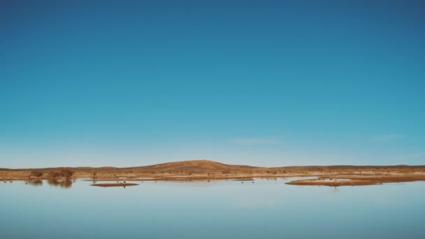Panoramatický výhled na jezero Merzouga Maroko, pták přeletět nad jezerem, ptáci na jezeře a divocí velbloudi kráčet po obzoru. Jezero v poušti Maroko, full hd — Stock video