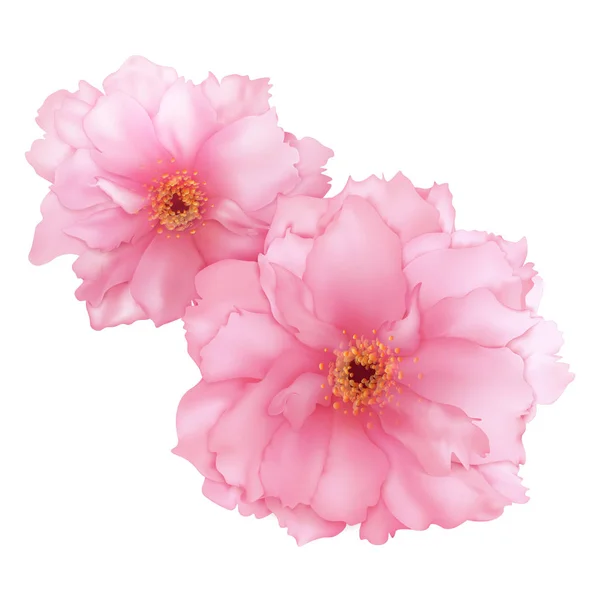 Vektor Realistische Rosa Kirsche Sakura Blume Digitale Kunst Isoliert — Stockvektor