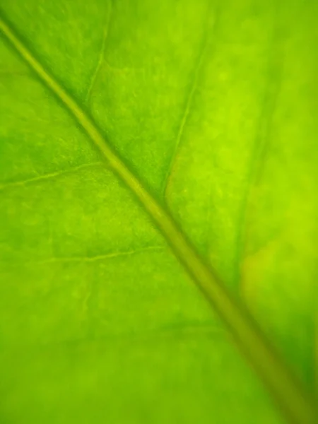 Green Leaf Plant Flower Blurred Defocused Background Texture Macro Photo — Stock Photo, Image