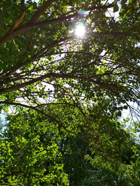 Летняя Природа Зеленые Деревья Ветви Ветви Вид Парк Открытом Воздухе — стоковое фото