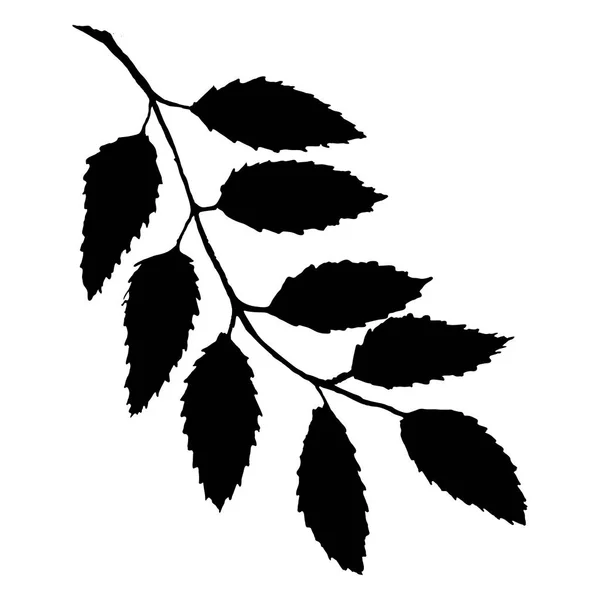 Monochromatických Černých Rowan Jeřabinovo Jeřabina Bobule Listů Větev Parta Silueta — Stockový vektor