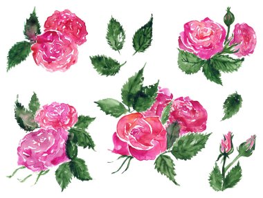 Sulu boya pembe kırmızı gül çiçek yeşil yaprak bitki elle çizilmiş küçük resim izole ayarla