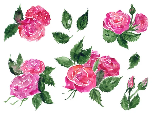 Watercolor Pink Red Rose Flower Green Leaf Plant Hand Drawn — Stock Photo, Image