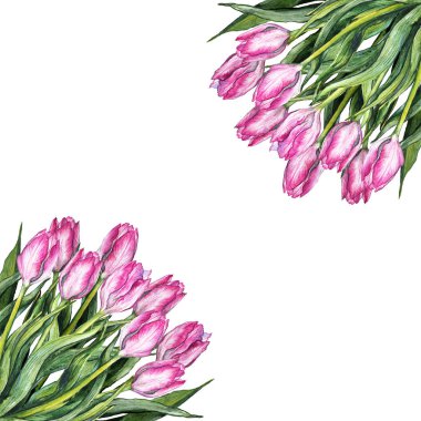Suluboya pembe Lale çiçek buketi kompozisyon doğa çerçeve örnek izole