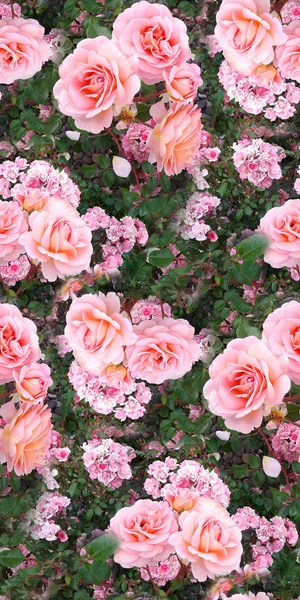 Rosa Rosa Flor Jardín Hierba Verano Naturaleza Sin Costuras Patrón —  Fotos de Stock