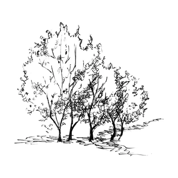 Monocromo Negro Blanco Árbol Arbusto Silueta Dibujado Arte Línea Aislado — Foto de Stock