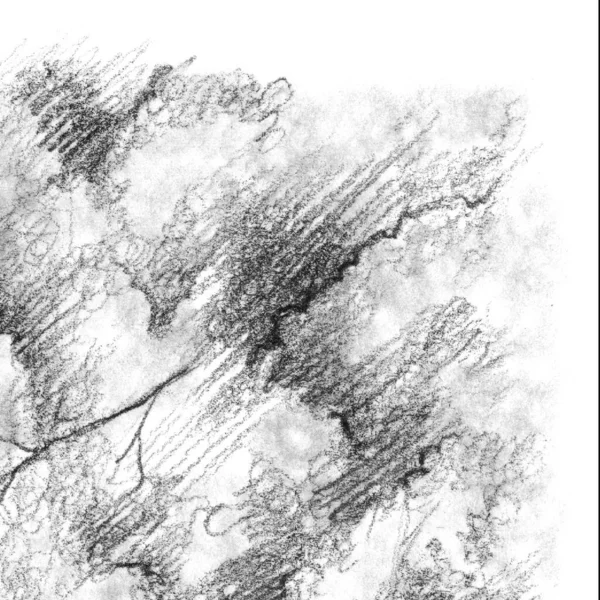 Arbre Monochrome Noir Blanc Crayon Nature Croquis Ligne Art Texture — Photo