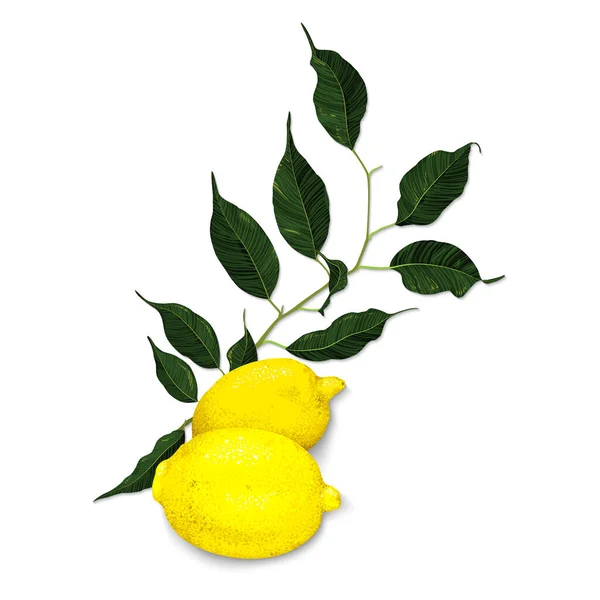 Gelbe Zitrone Zitrusfrucht Zweig Mit Grünen Blättern Isoliert Auf Weißem — Stockvektor