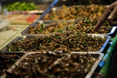 Solucanlar ve böcekler-ebilmek var olmak kullanılmış yemek pişirmeye ve besleyici ve popularization ülkedeki bazı gruplar