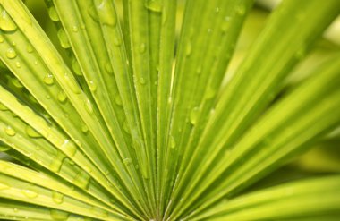 Yağmur damlaları deseni görmek için sabah yapraklarda