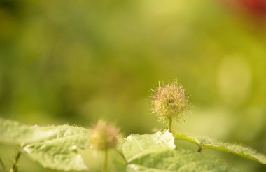 Akşam çiçek çiçekler