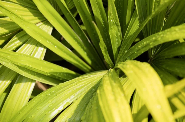 Yağmur damlaları deseni görmek için sabah yapraklarda